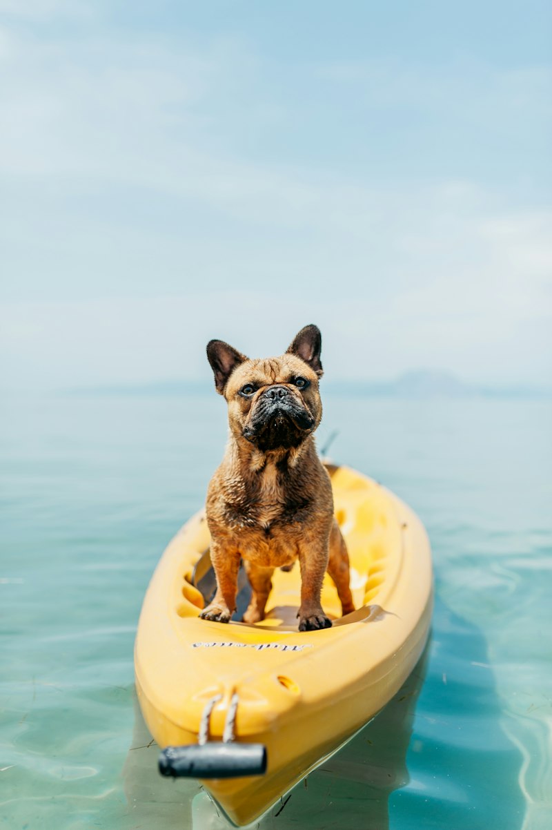 Exploring San Francisco: Dog-Friendly Activities and Spots Exploring San Francisco: Dog-Friendly Activities and Spots