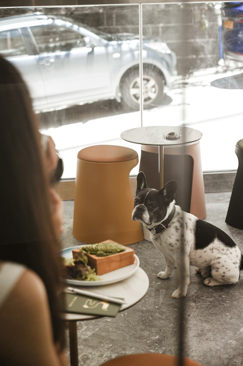 Exploring San Francisco: Dog-Friendly Activities and Spots Exploring San Francisco: Dog-Friendly Activities and Spots