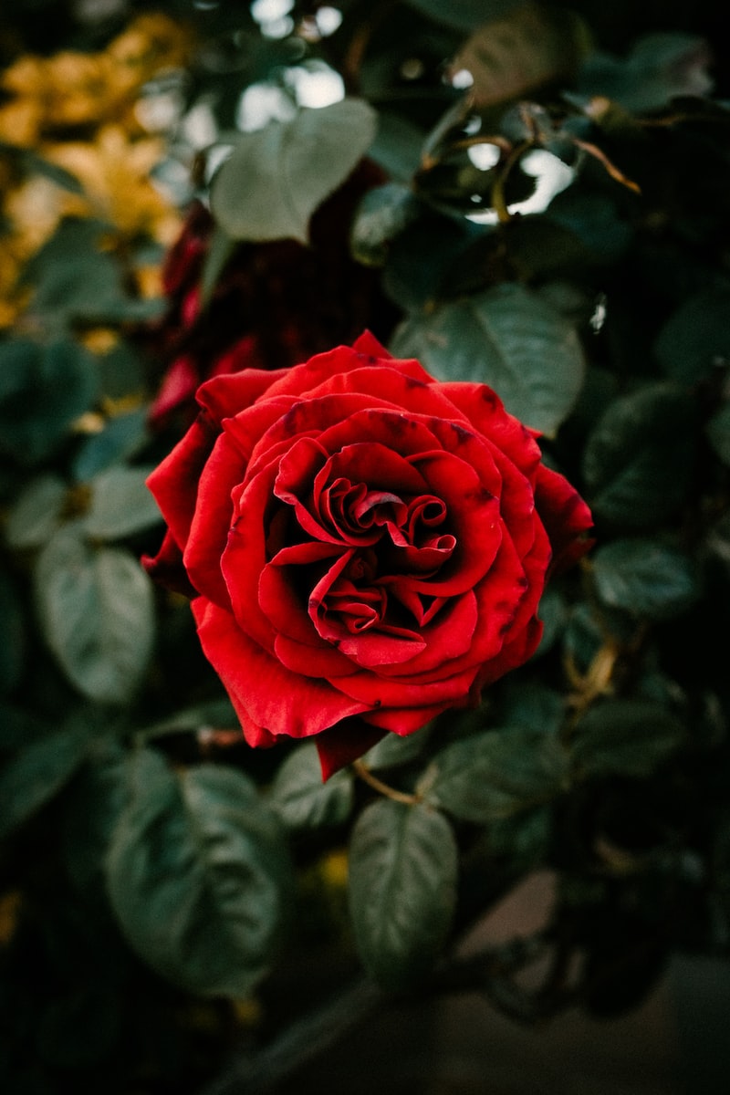 London's Most Romantic Activities for Couples London's Most Romantic Activities for Couples