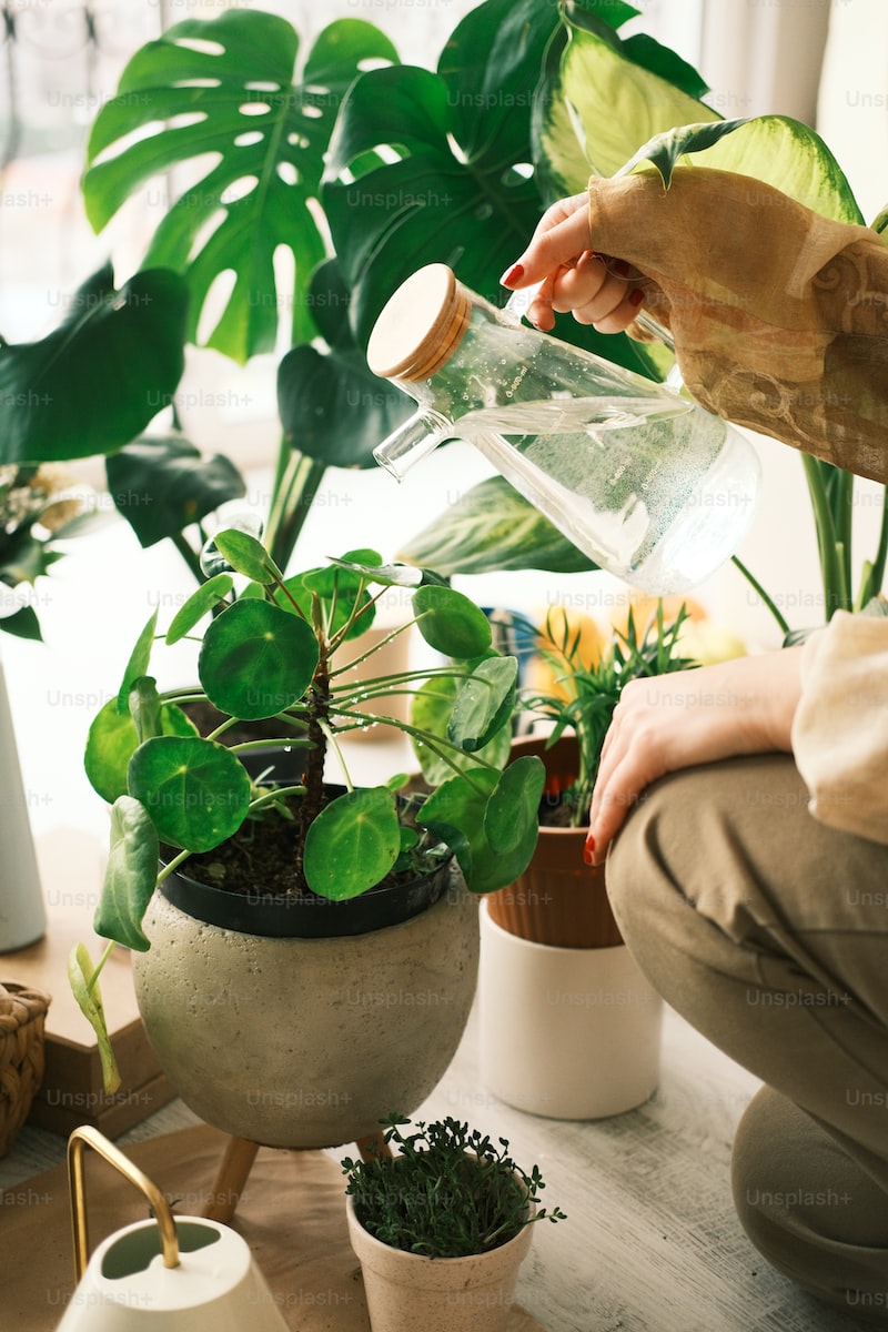 Low Maintenance Houseplants For Beginners Tipsblog 2674